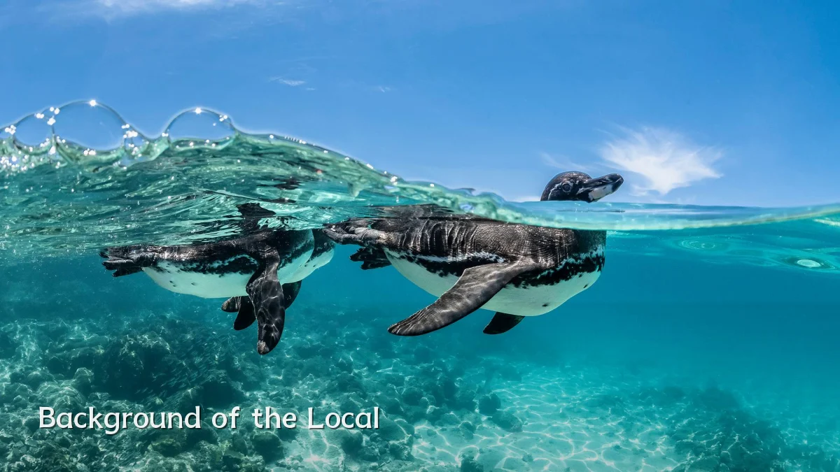 Background of the Local